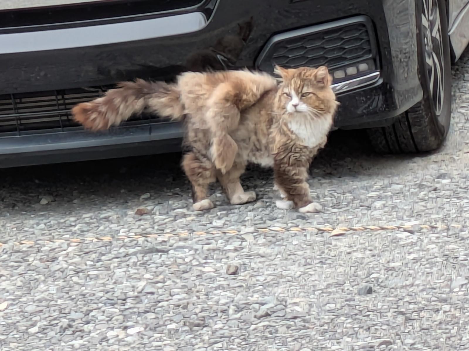 目撃された猫