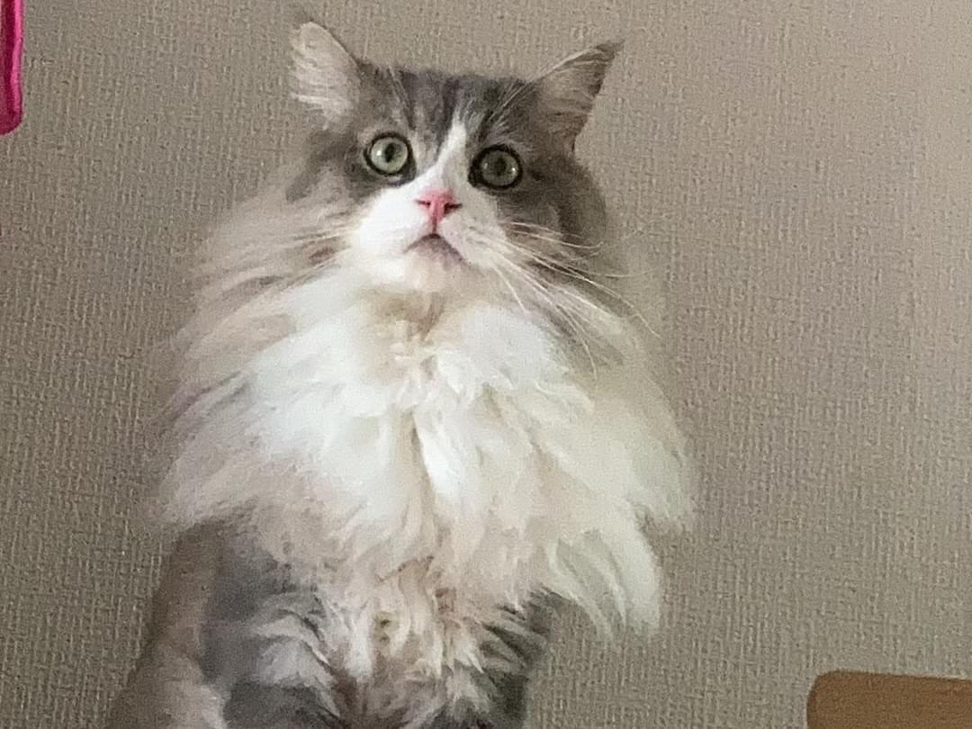 ぴょんぴょんちゃん ぴょんぴょんちゃん