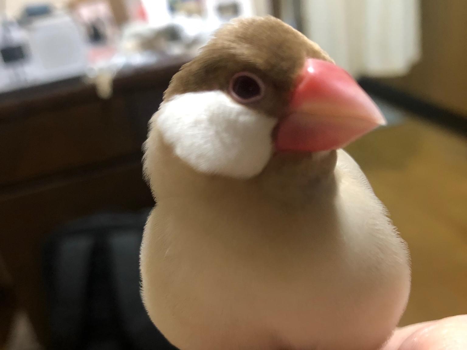 コピちゃん コピちゃん