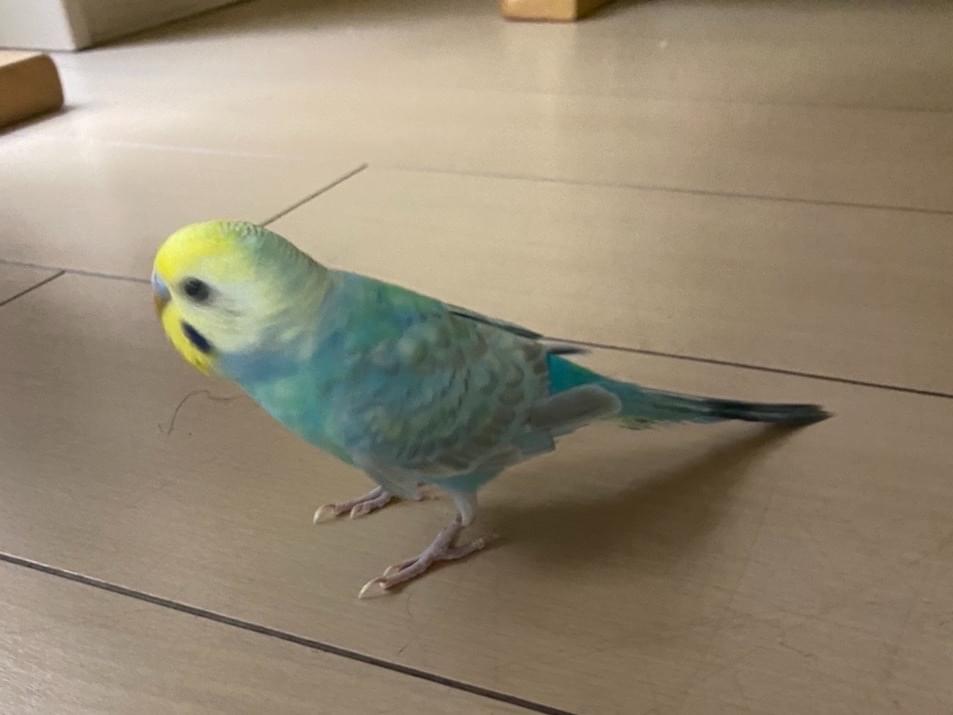ポポちゃん ポポちゃん