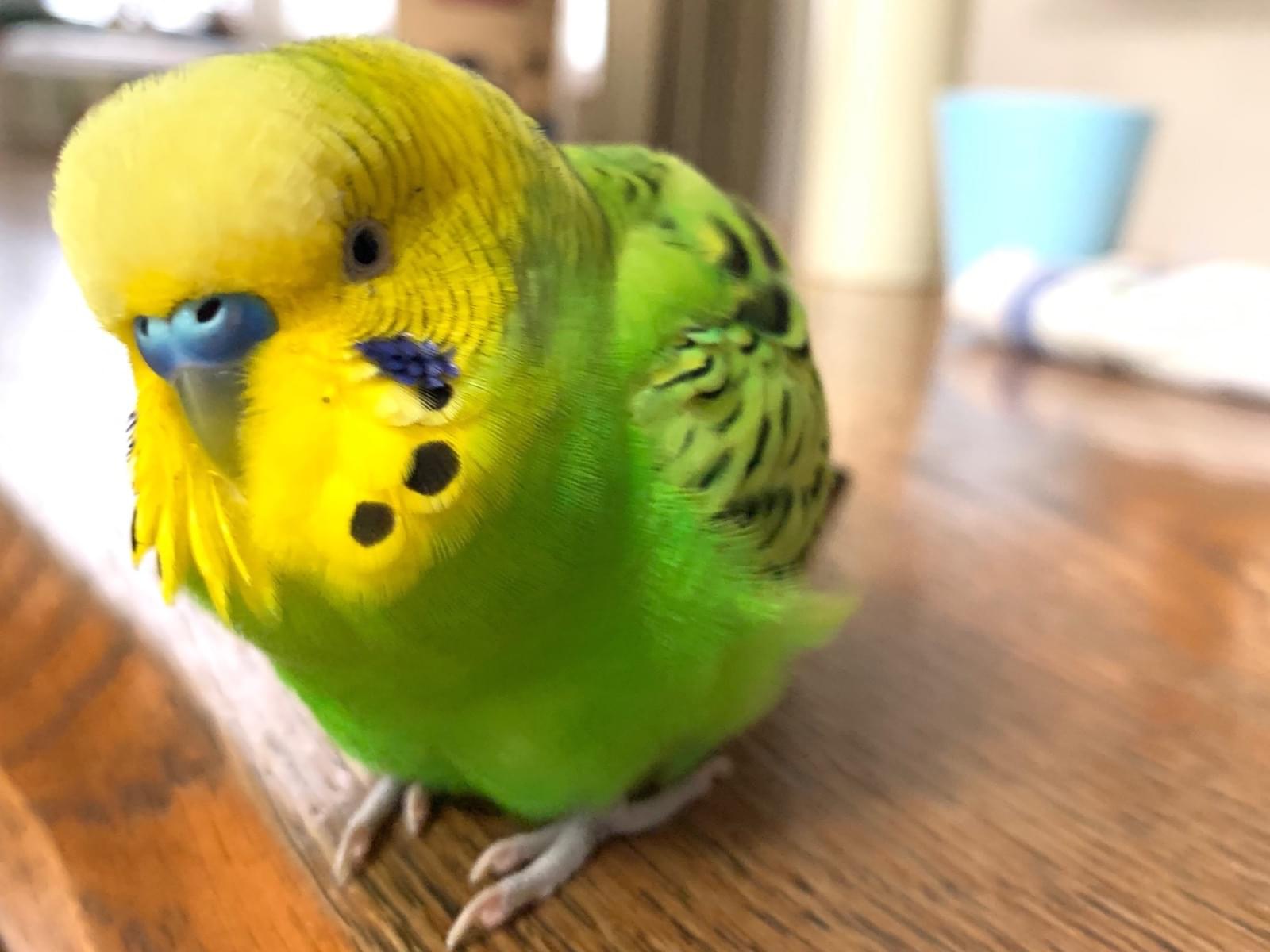 ピロたんちゃん ピロたんちゃん