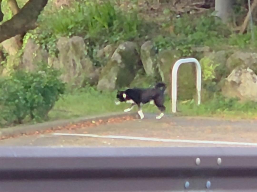 目撃された犬 目撃された犬