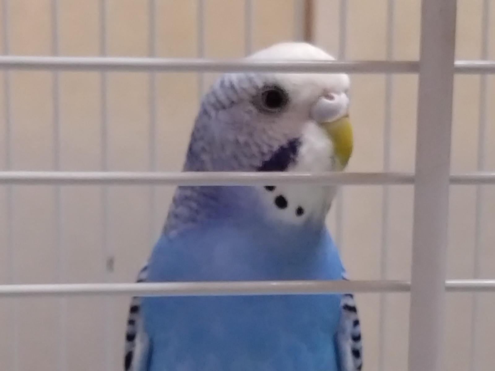 保護された鳥 保護された鳥