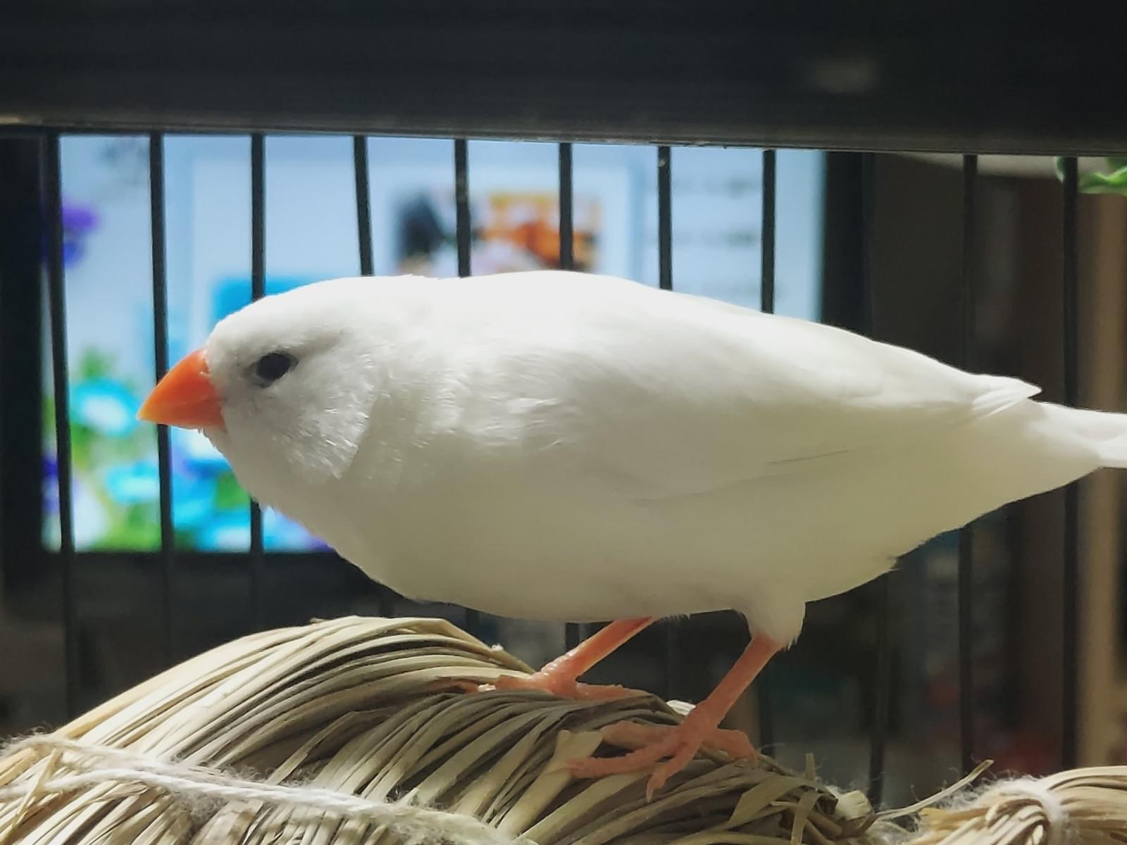 チビちゃん チビちゃん
