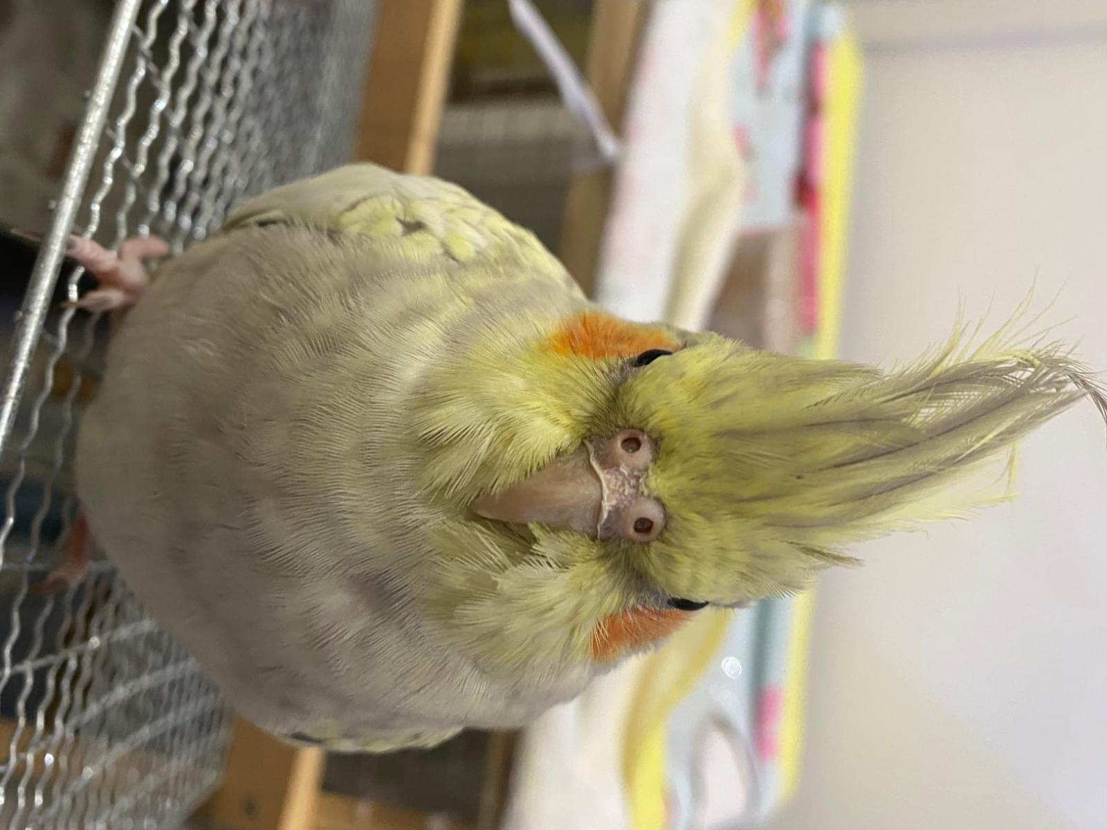 モモちゃん モモちゃん