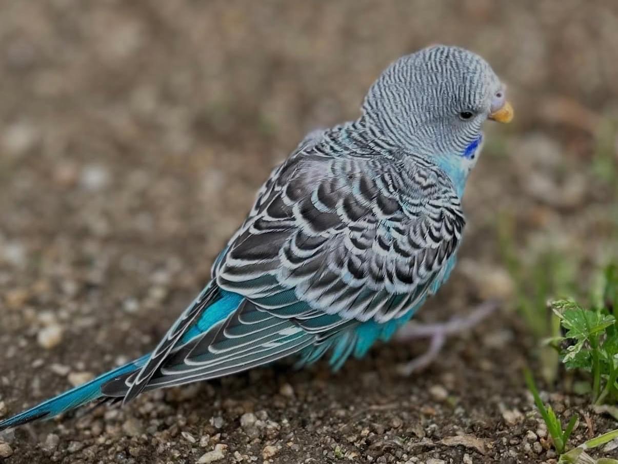 保護された鳥 保護された鳥