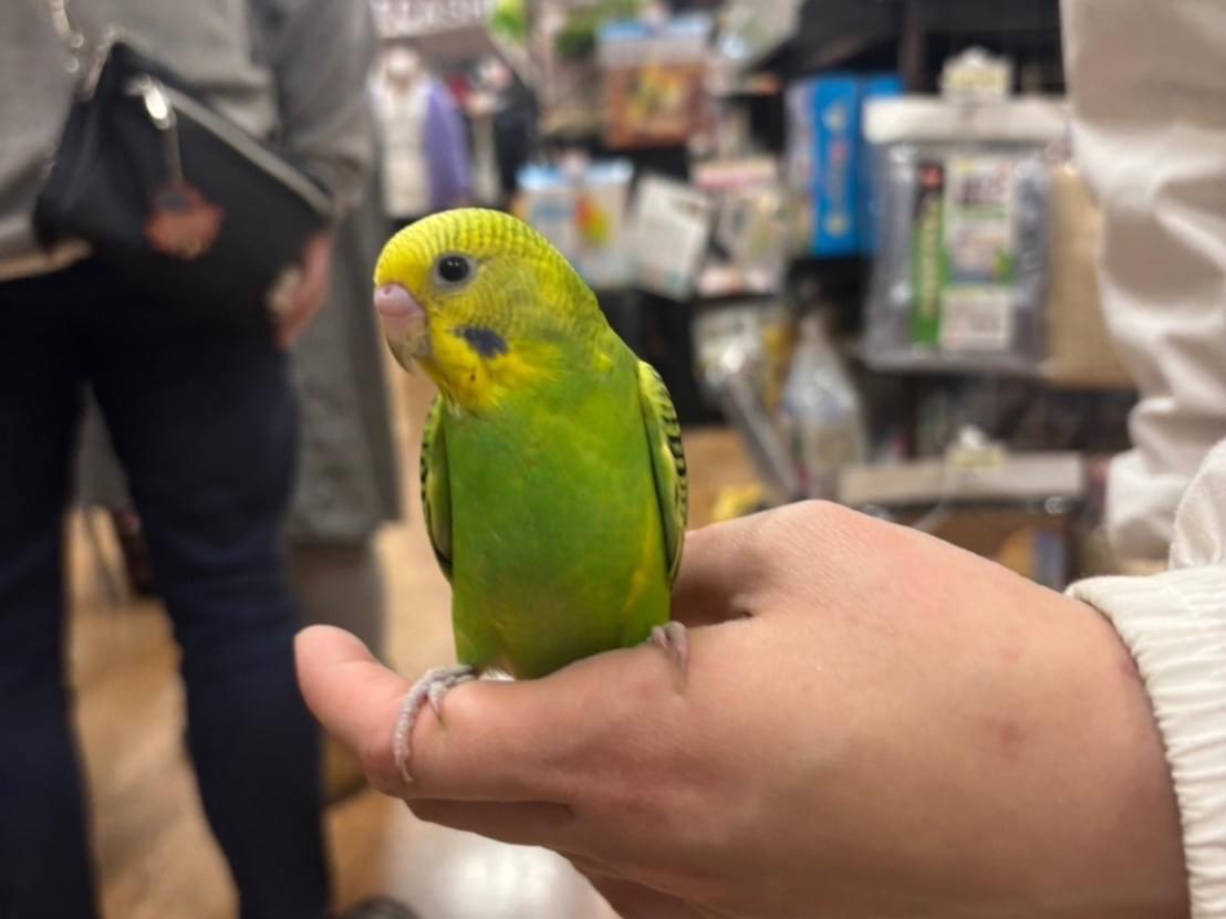てりやきちゃん てりやきちゃん