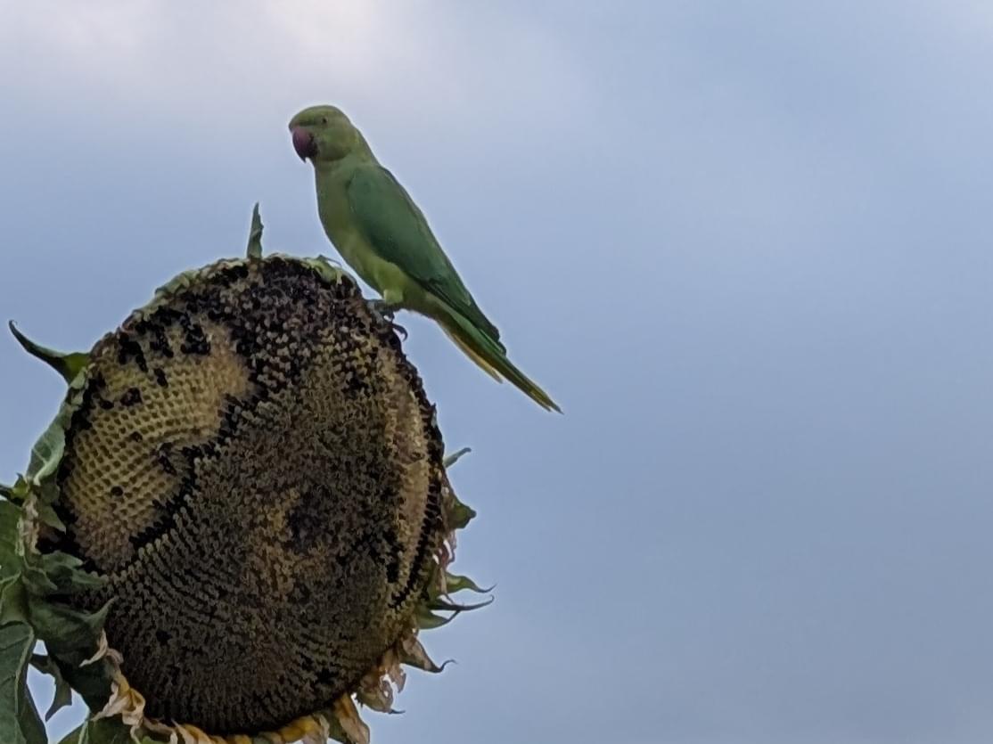 目撃された鳥 目撃された鳥