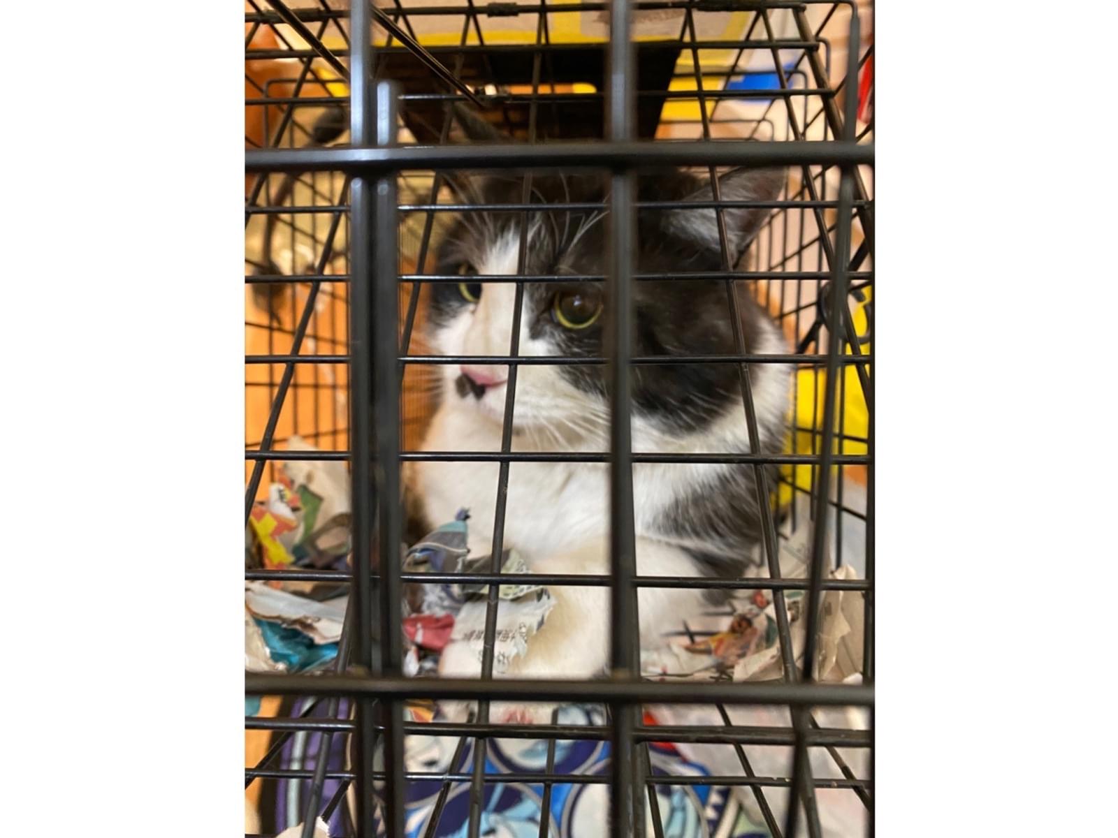 目撃された猫 目撃された猫