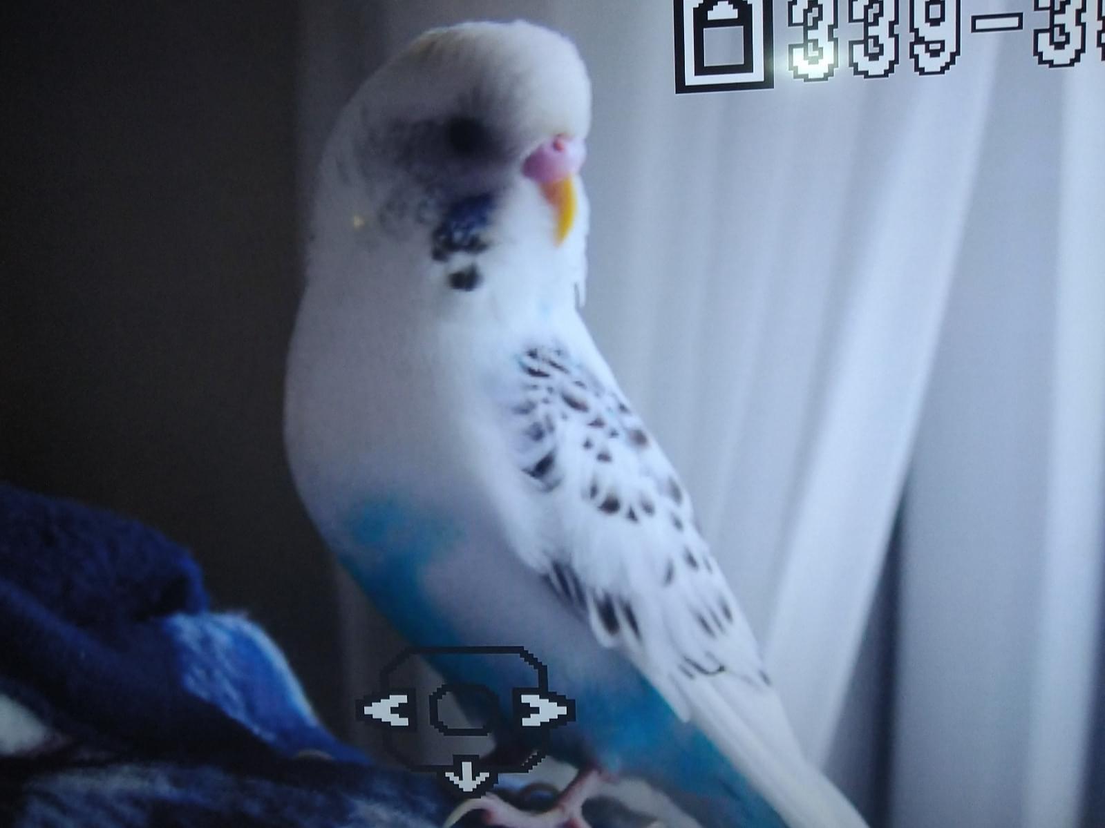 ぴいちゃん ぴいちゃん