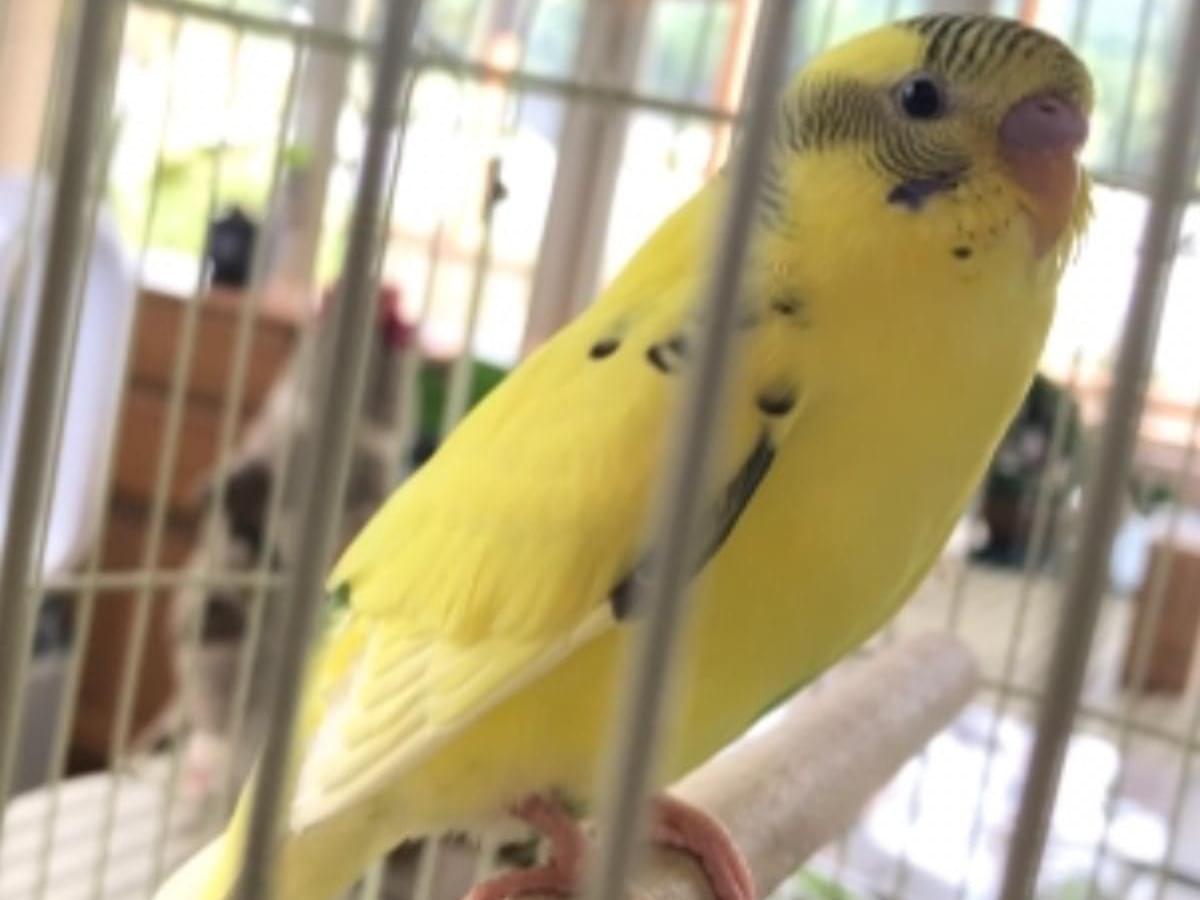 保護された鳥 保護された鳥