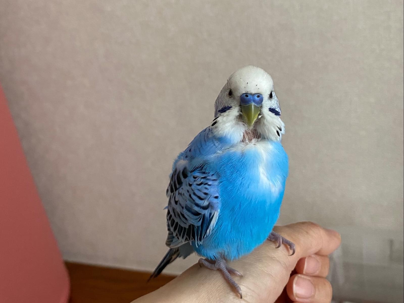 保護された鳥