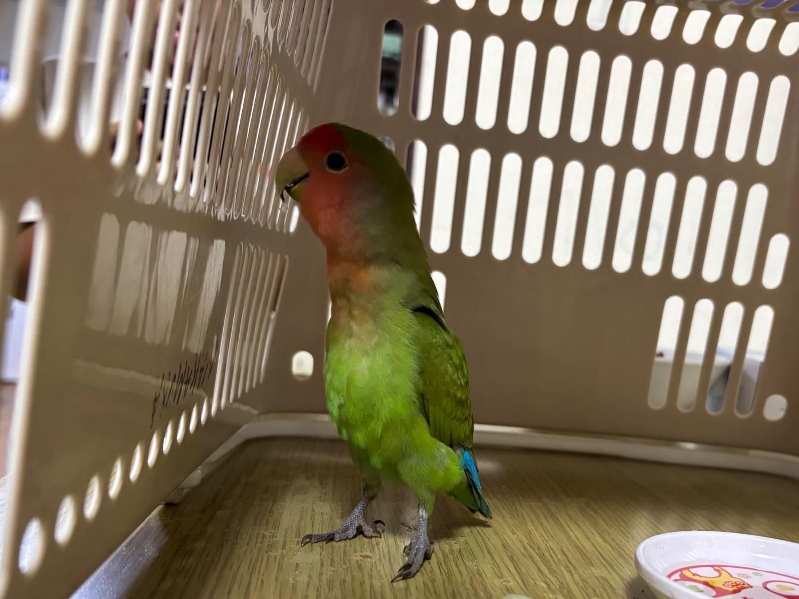 保護された鳥 保護された鳥
