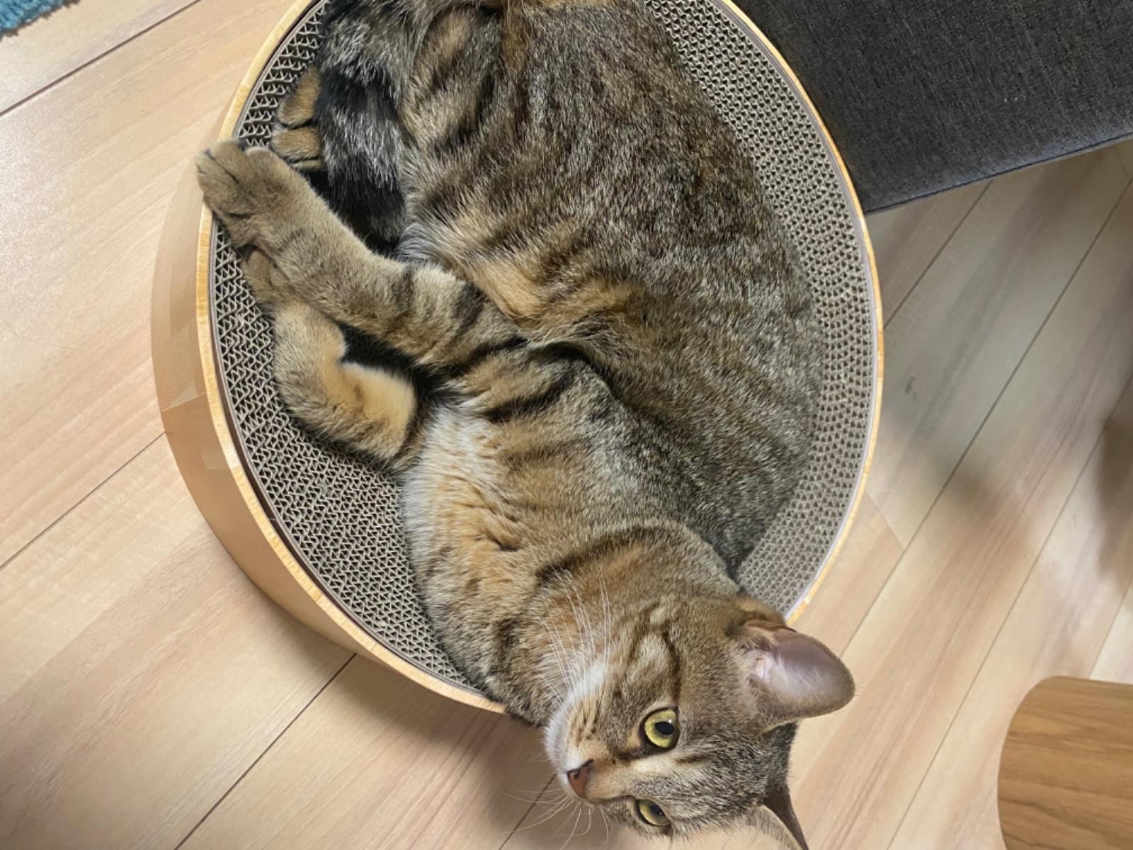 こむぎちゃん こむぎちゃん