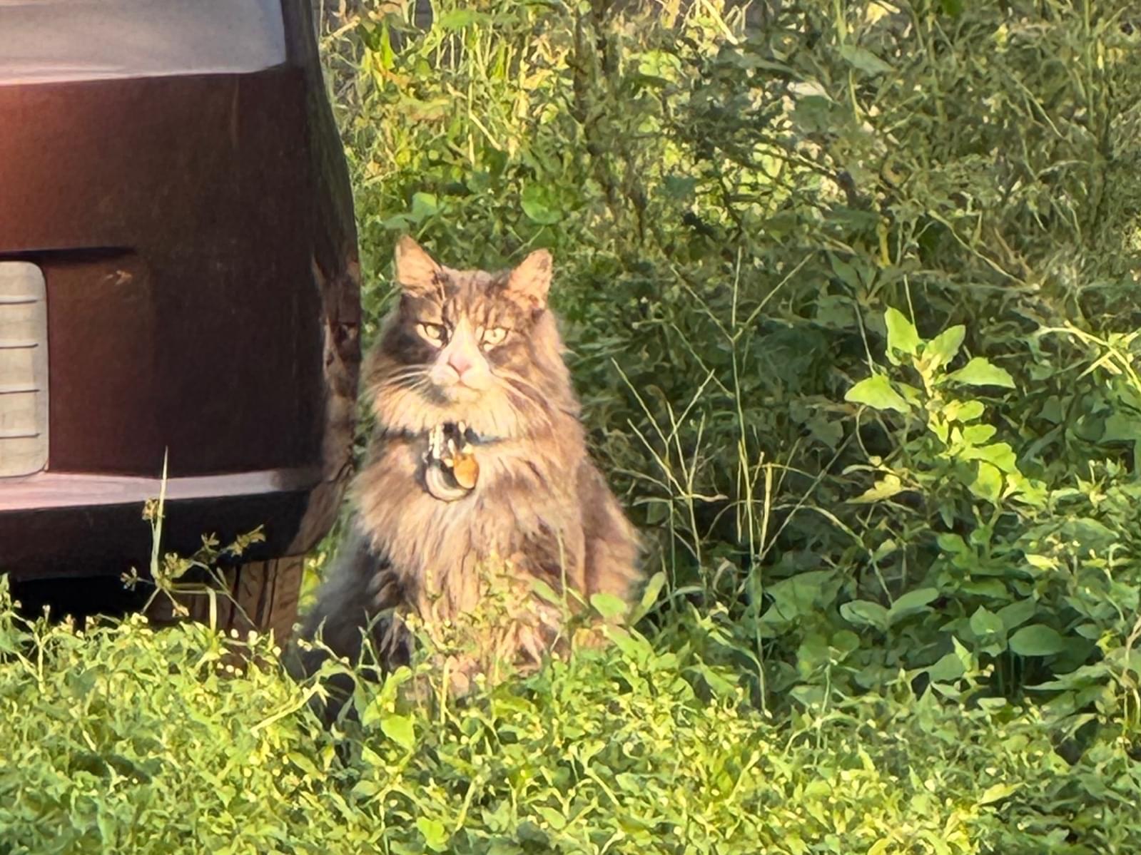 目撃された猫 目撃された猫