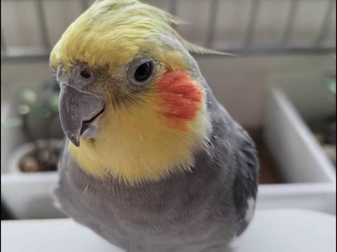 東京都昭島市のオカメインコのぴーすけちゃん 東京都昭島市のオカメインコのぴーすけちゃん