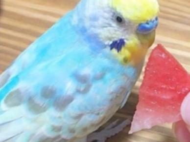 リモちゃん リモちゃん