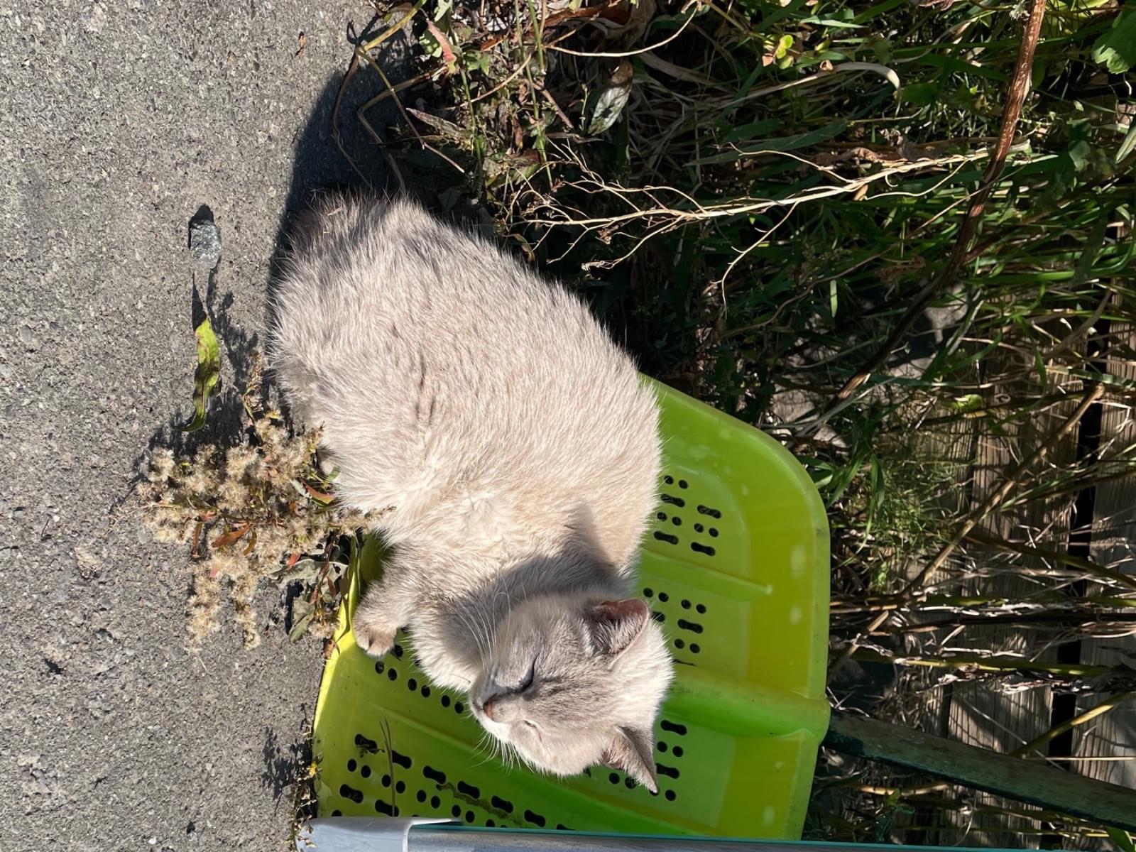 目撃された猫