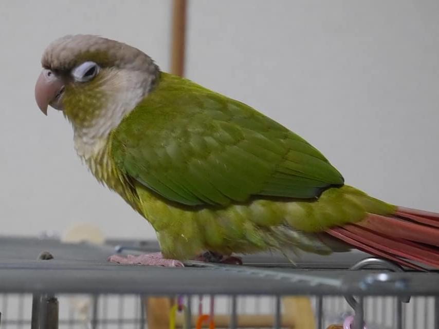リズムちゃん リズムちゃん