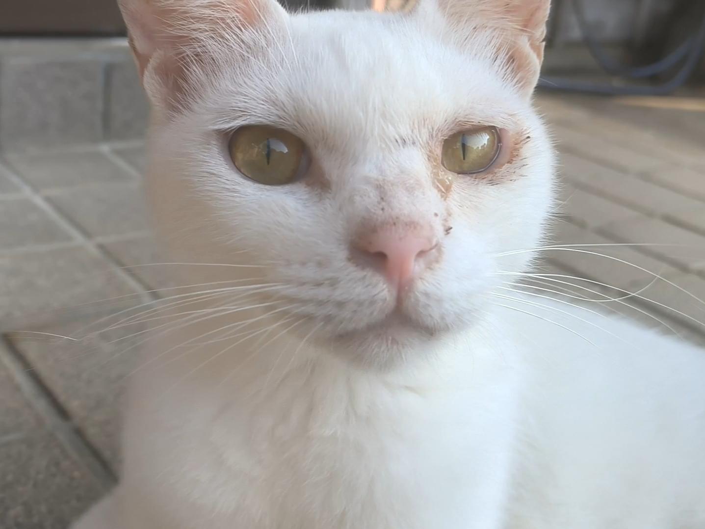 目撃された猫 目撃された猫