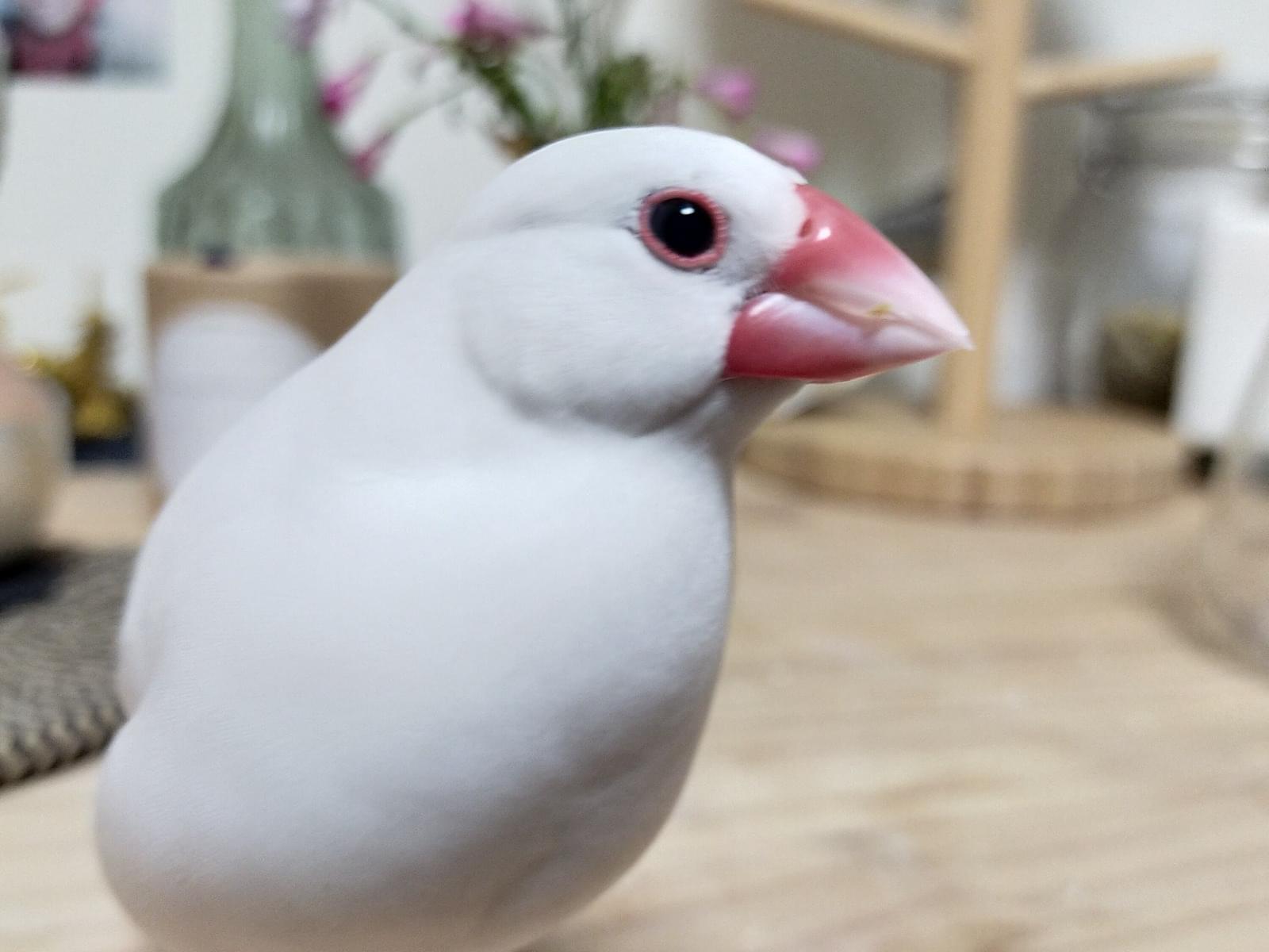 こっちゃん こっちゃん