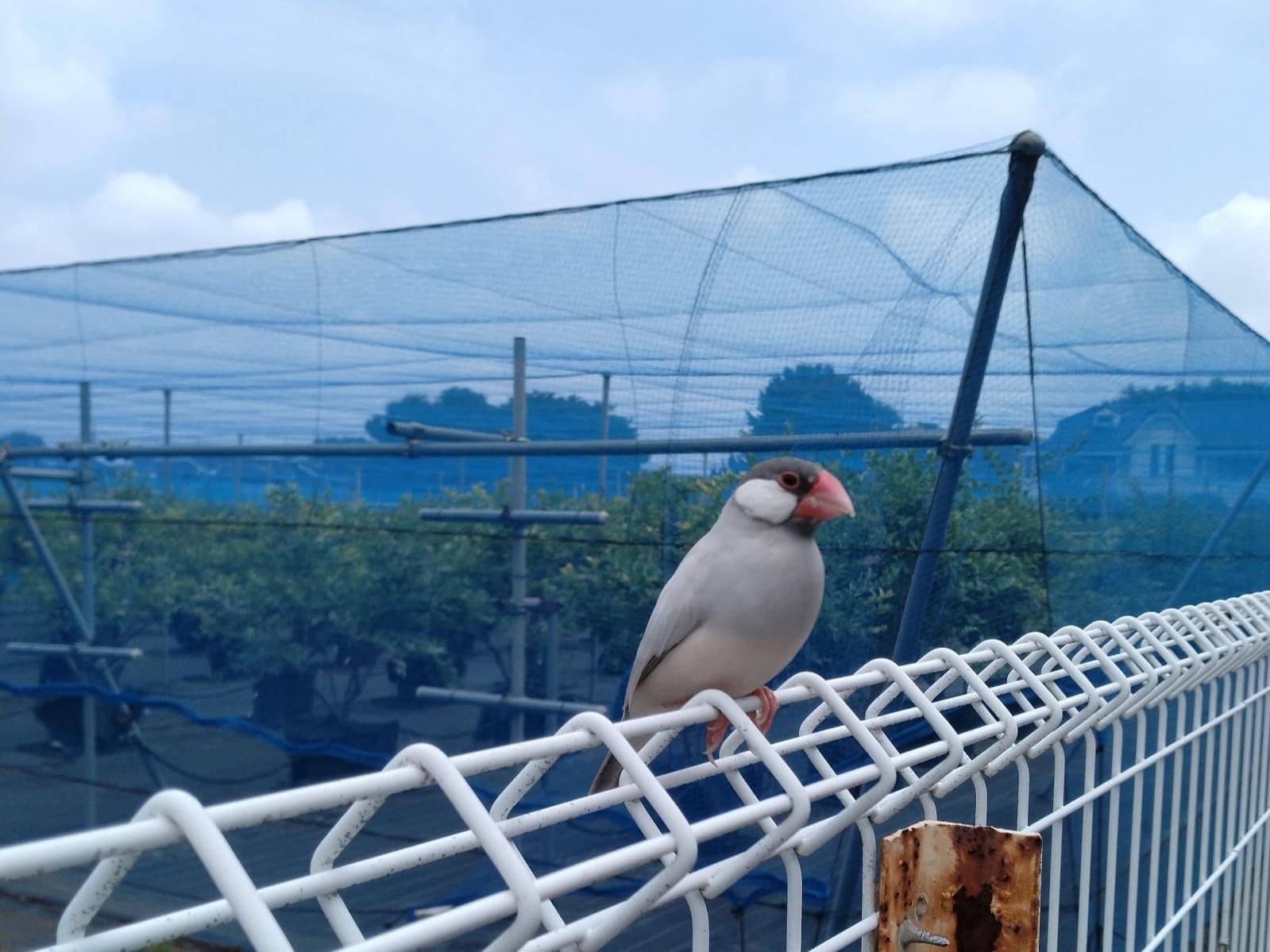 目撃された鳥 目撃された鳥