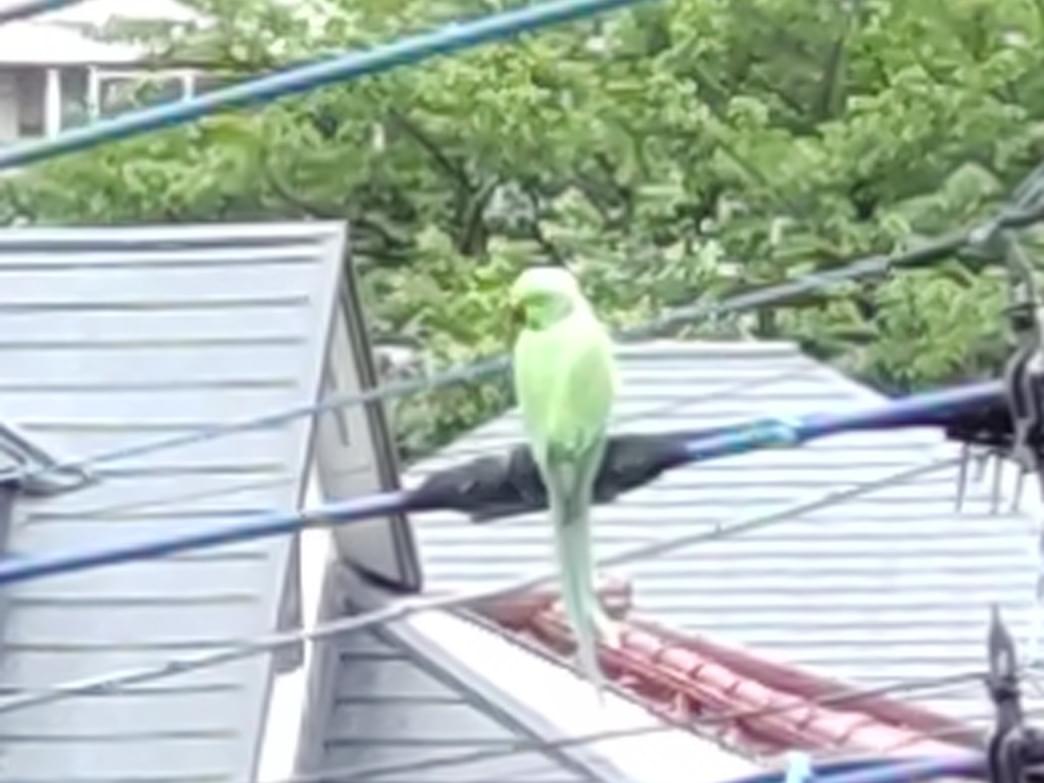 目撃された鳥 目撃された鳥