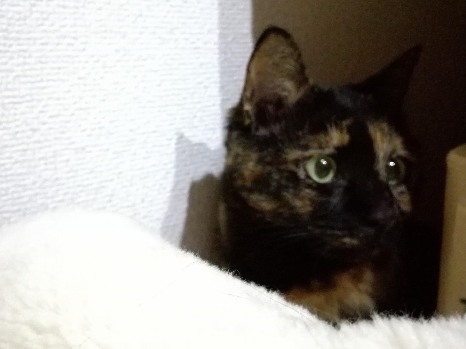 こまちちゃん こまちちゃん