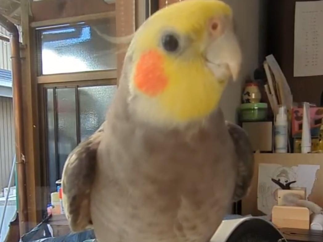 チルチャンちゃん