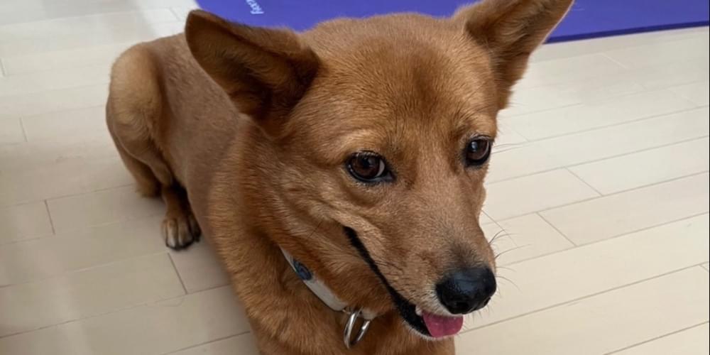 能面　狐　犬 能面狐犬