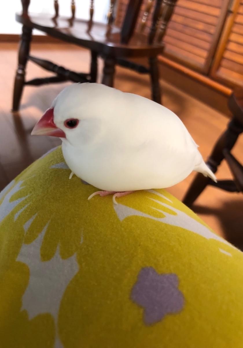 白文鳥を探しています。