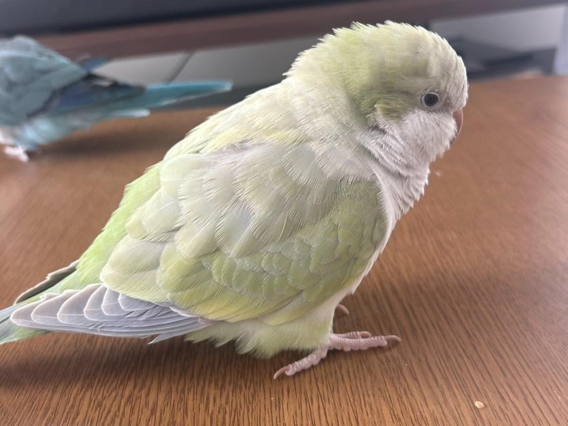 わさびちゃん わさびちゃん