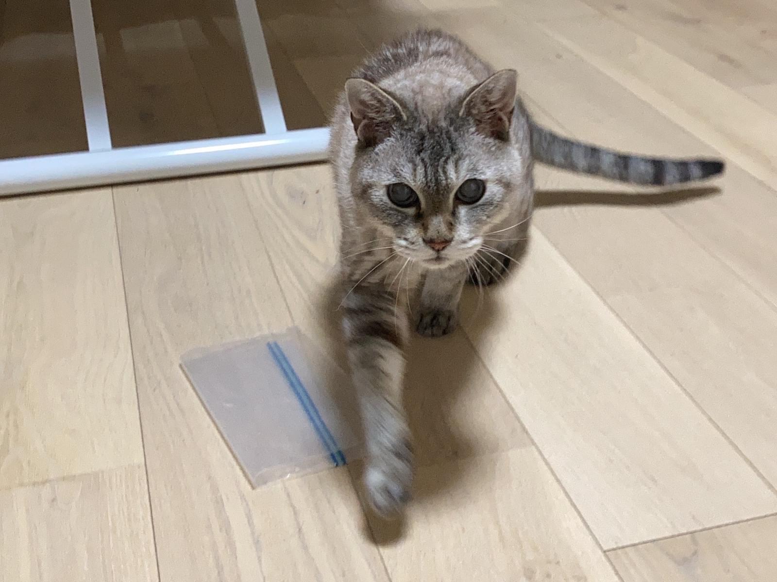 イブちゃん イブちゃん