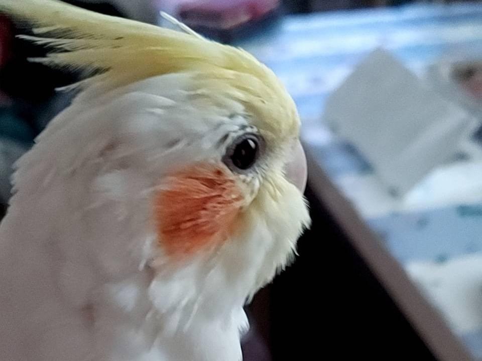 ほっぺちゃん ほっぺちゃん