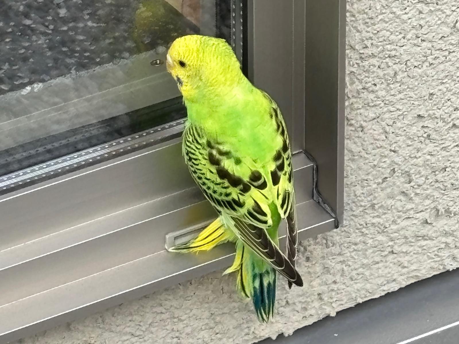 保護された鳥 保護された鳥
