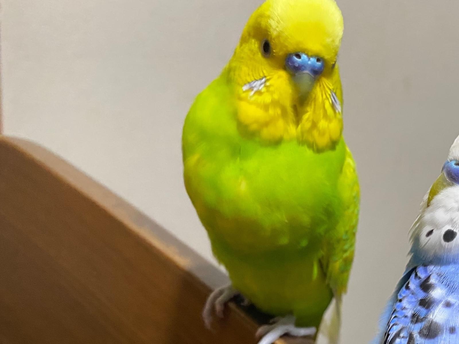 ちゅんちゃん ちゅんちゃん