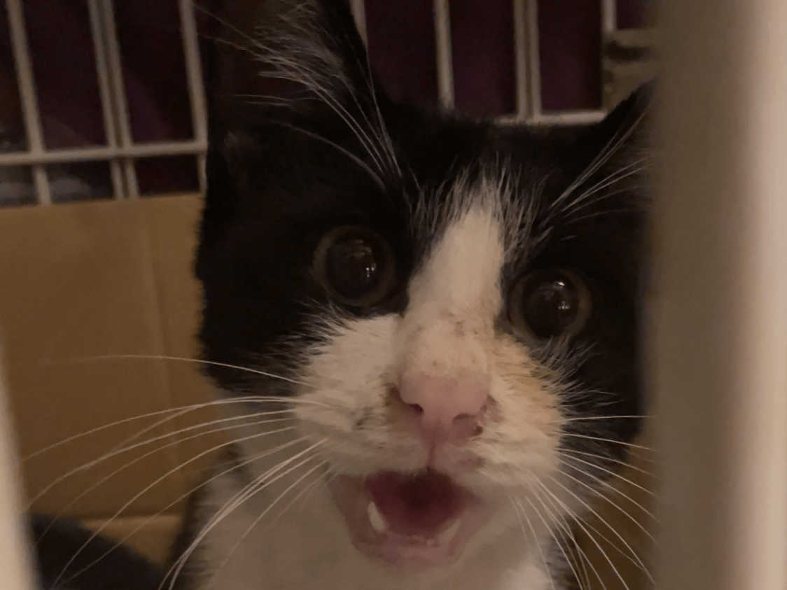 保護された猫 保護された猫