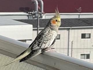 目撃された鳥 目撃された鳥