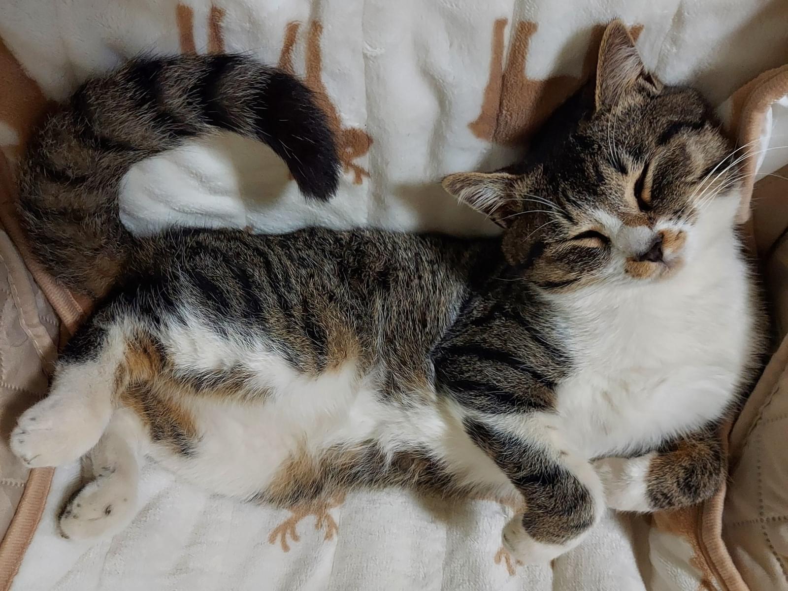 保護された猫 保護された猫