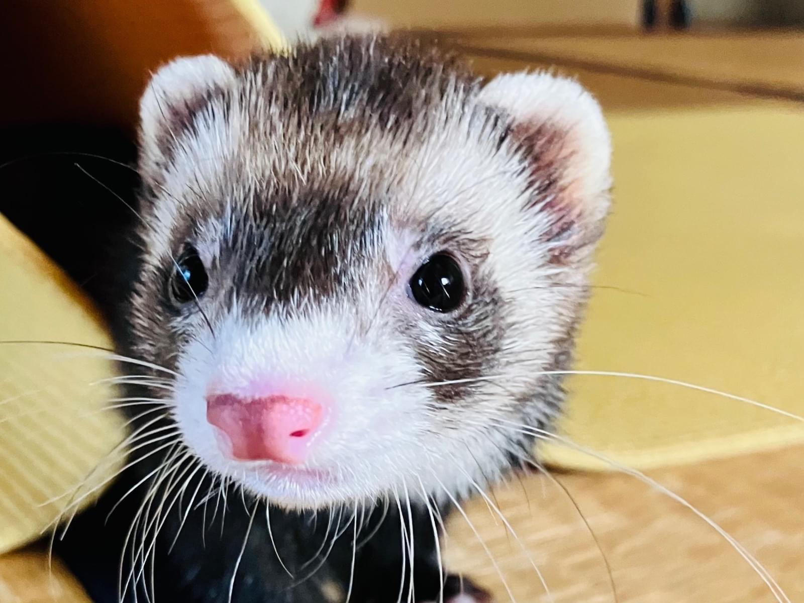 ふぇるちゃん ふぇるちゃん