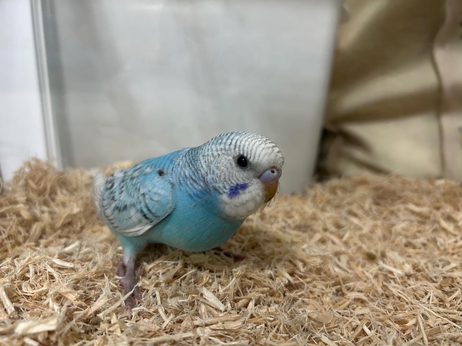 ピノちゃん ピノちゃん