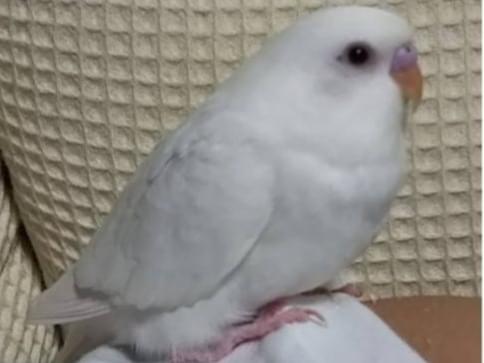 つくもちゃん つくもちゃん
