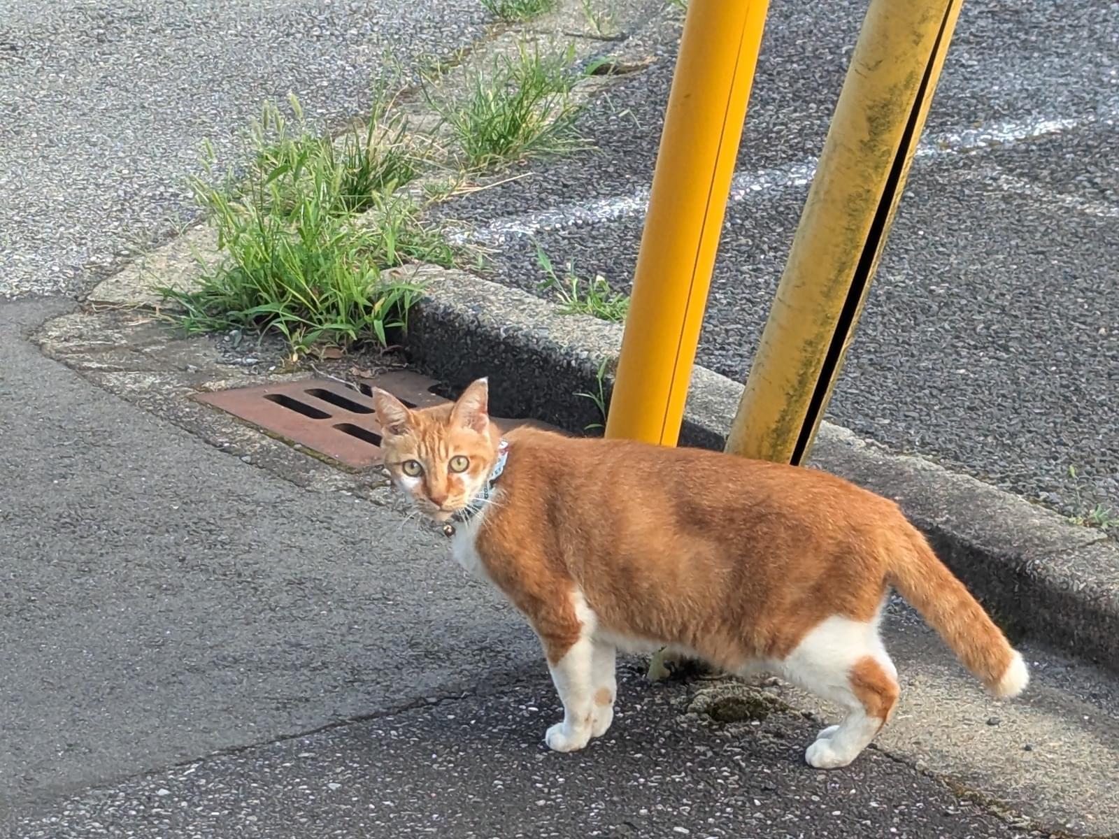 目撃された猫 目撃された猫