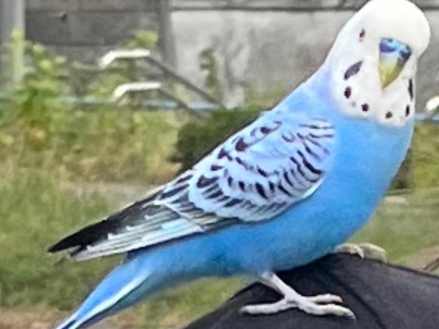 保護された鳥 保護された鳥