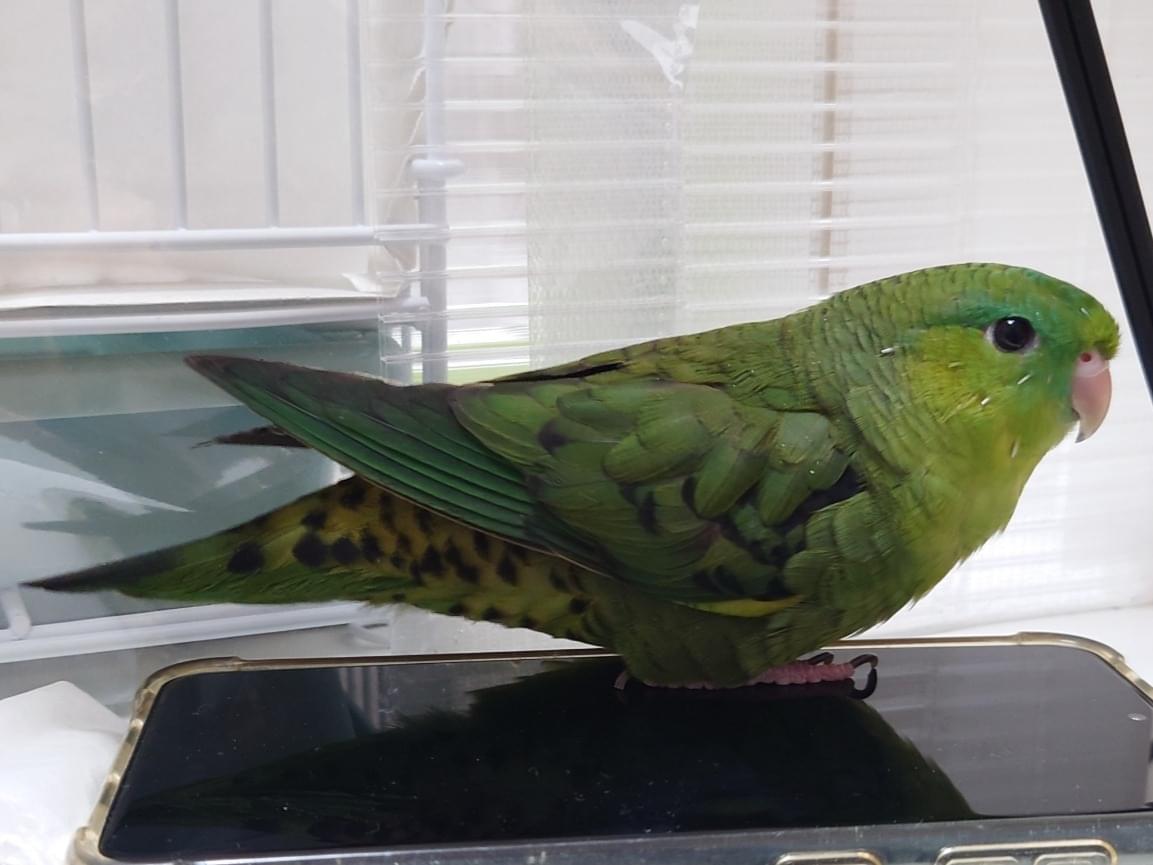むすびちゃん むすびちゃん
