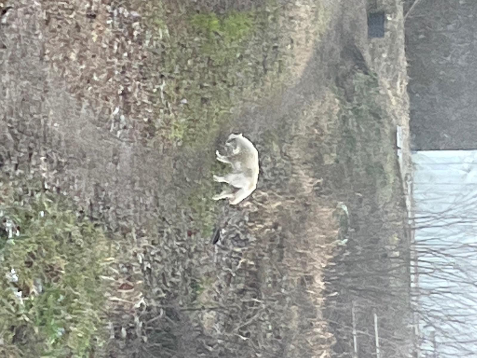 目撃された犬 目撃された犬
