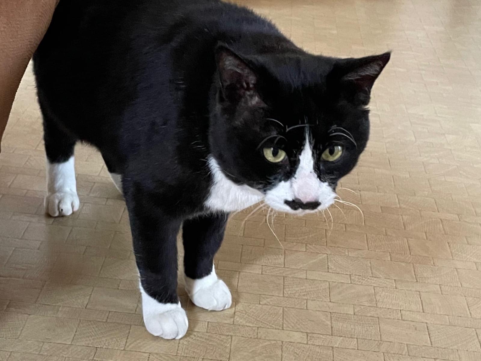 保護された猫 保護された猫