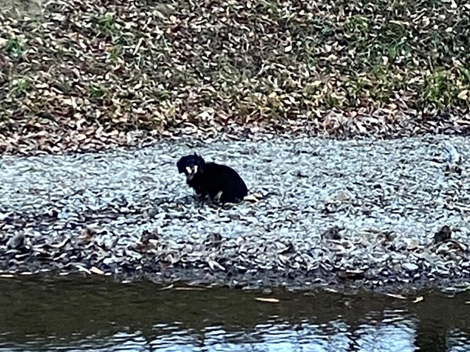 保護された犬 保護された犬
