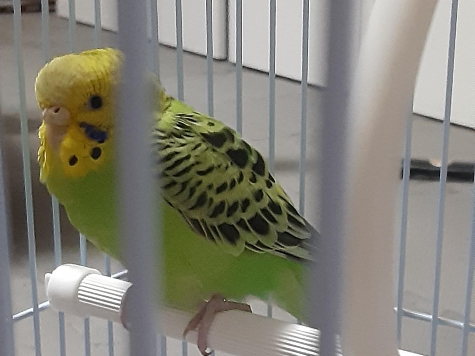 保護された鳥 保護された鳥