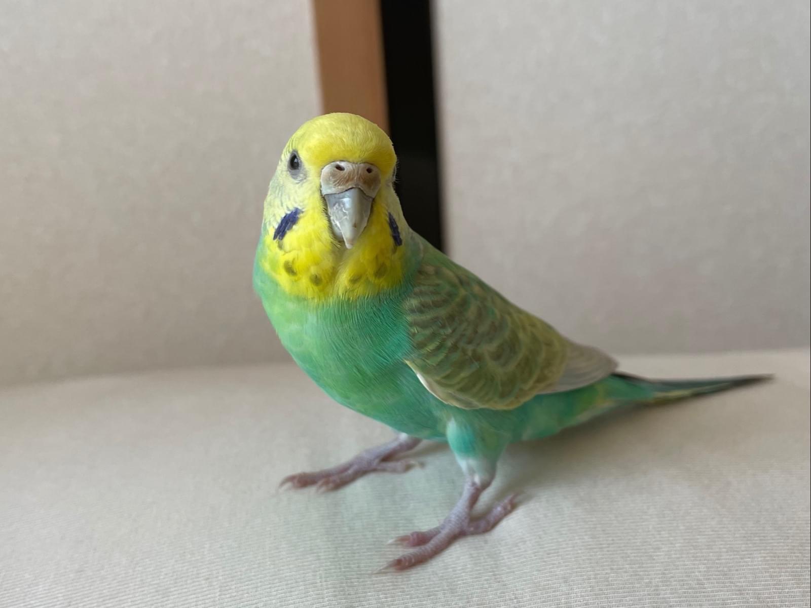 保護された鳥 保護された鳥